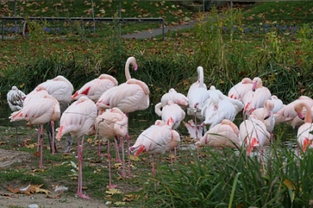 Besuch in der Wilhelma in Stuttgart Flamingogruppe im GrÃ¼nen