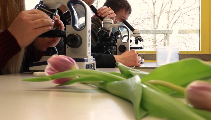 SchÃ¼lerinnen und SchÃ¼ler arbeiten mit dem Mikroskop, im Vordergrund liegt eine Tulpe
