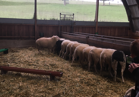 Schafe im Stall